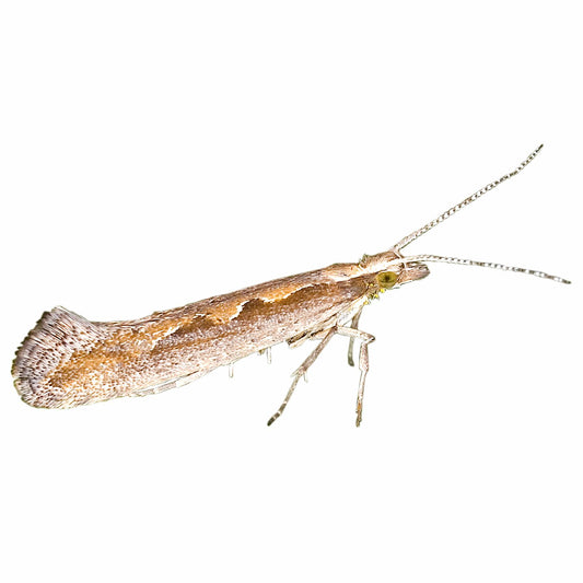 Water Trap With DBM Lure For DiamondBack Moth(Plutella xylostella) | Pheromone Trap For Cabbage