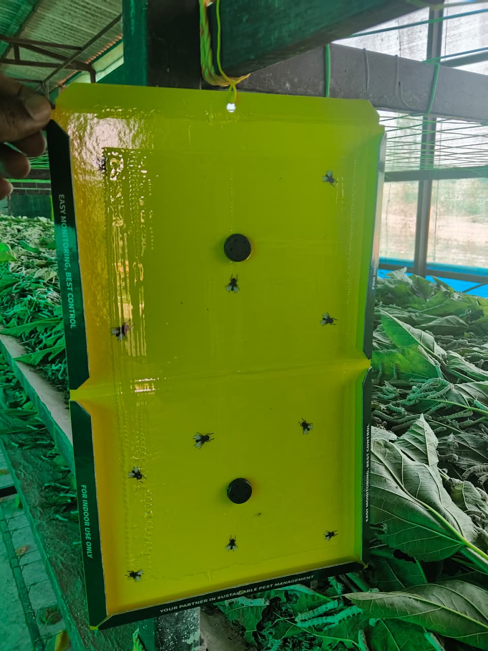 UZI Fly Trapper for sericulture farming used to control Uzi Flies | Uzi Fly Trap