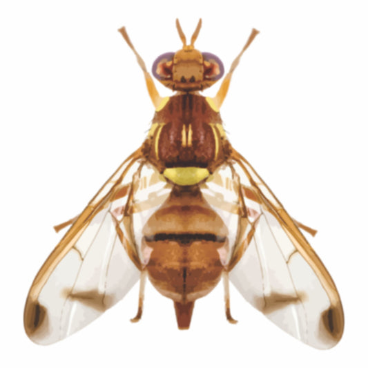 Maxplus Trap With Melon Fly Lure For Cucurbits | Fruit Fly Trap For Melons and Cucurbits