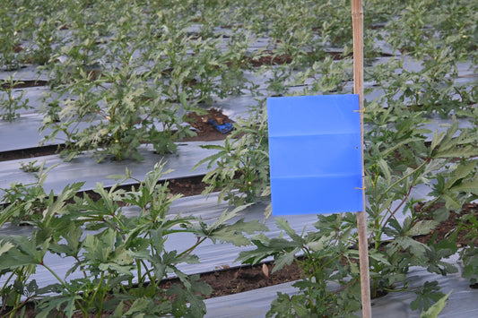 PVC Blue Sticky Trap 25*33cm | Best Trap for chilli & Onion | Sticky Trap for Chilli Thrips,Leaf Miner Fly