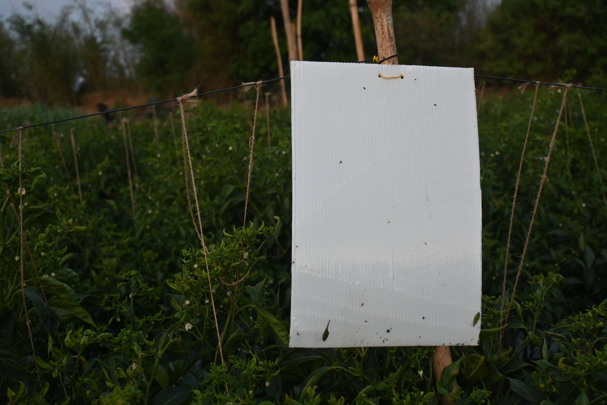 White Sticky Trap size A5(150mm*200mm) Pack of 25 Pieces | Sticky Trap For Flower Thrips and Leaf Eating bugs