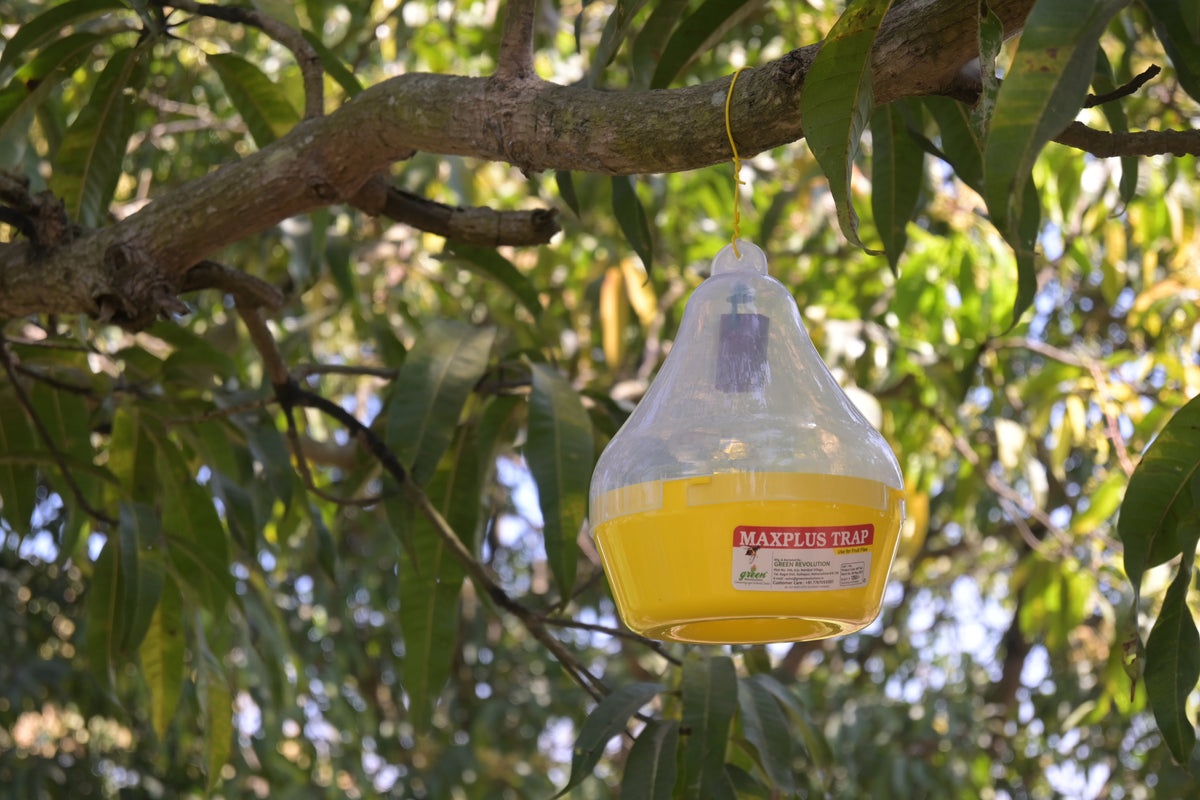 Maxplus Trap For Fruit Fly (Only Maxplus Trap)