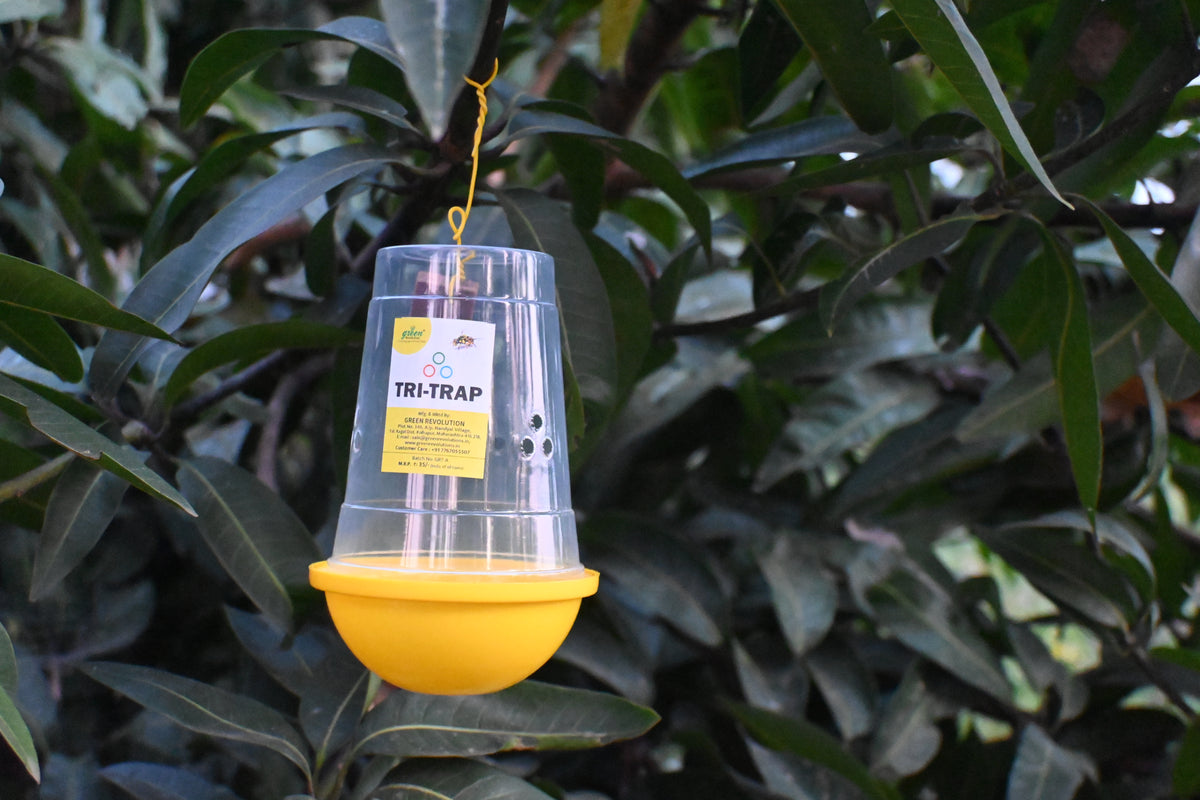 Fruit Fly Trap/ TRI-Trap With Fruit Fly Lure For Mango and Fruit Crops | Mango Fruit Fly Trap