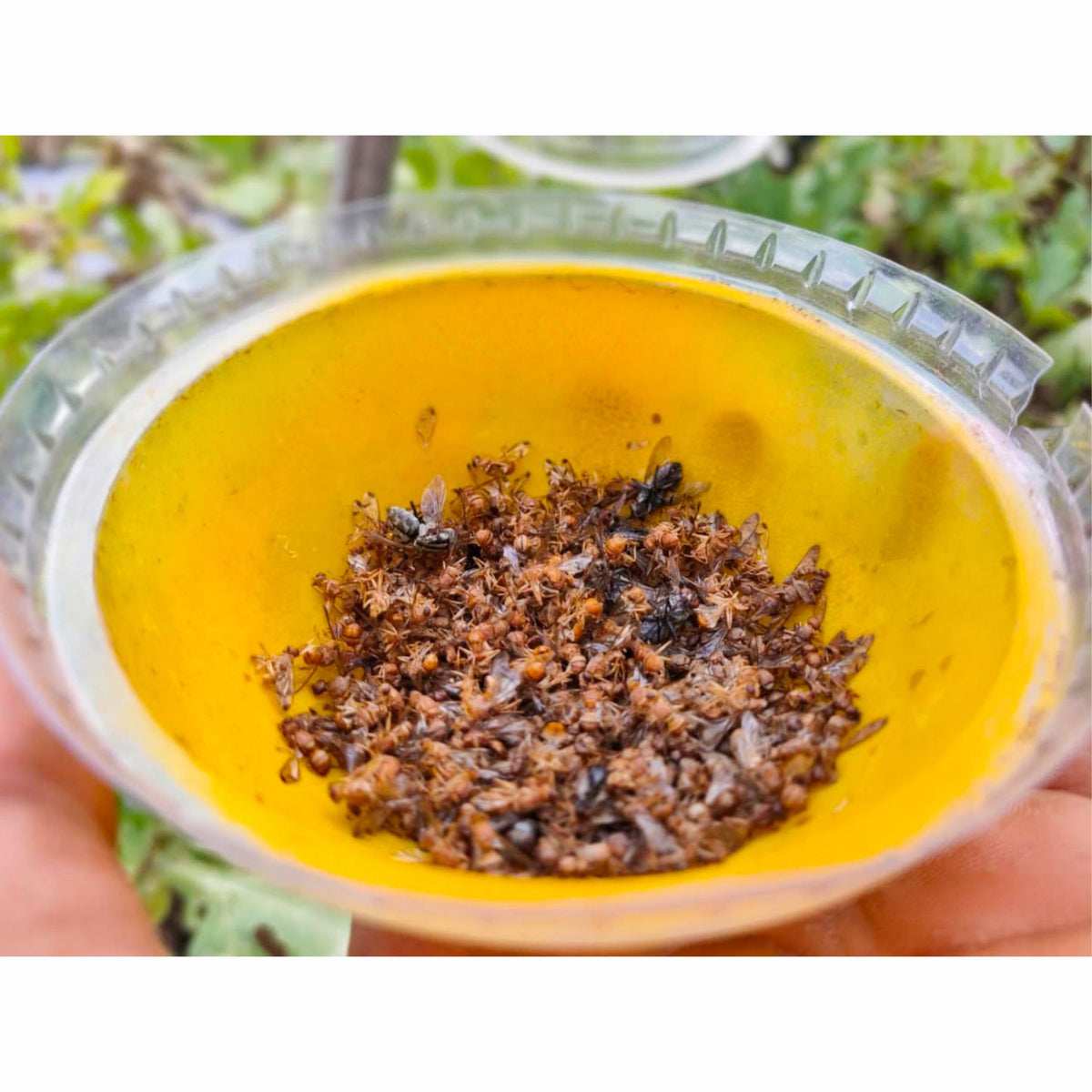 Melon Fly Lure for Melon Fruit Fly | Effective Fruit Fly Lure for Melons & Cucurbit| Vegetables crops