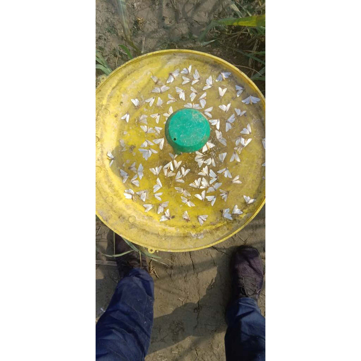 Water Trap With Sugarcane Top-B Lure | Pheromone Trap for Sugarcane Top Borer (Scirpophaga excerptalis)