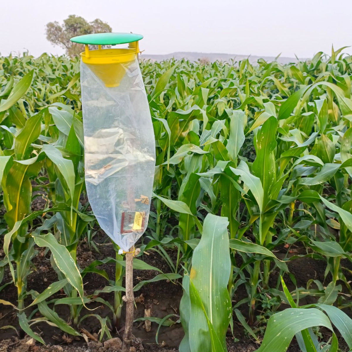 Pheromone Lure for Fall Armyworm Control| FAW lure | FAW (Spodoptera frugiperda) Pheromone Lure for Maize