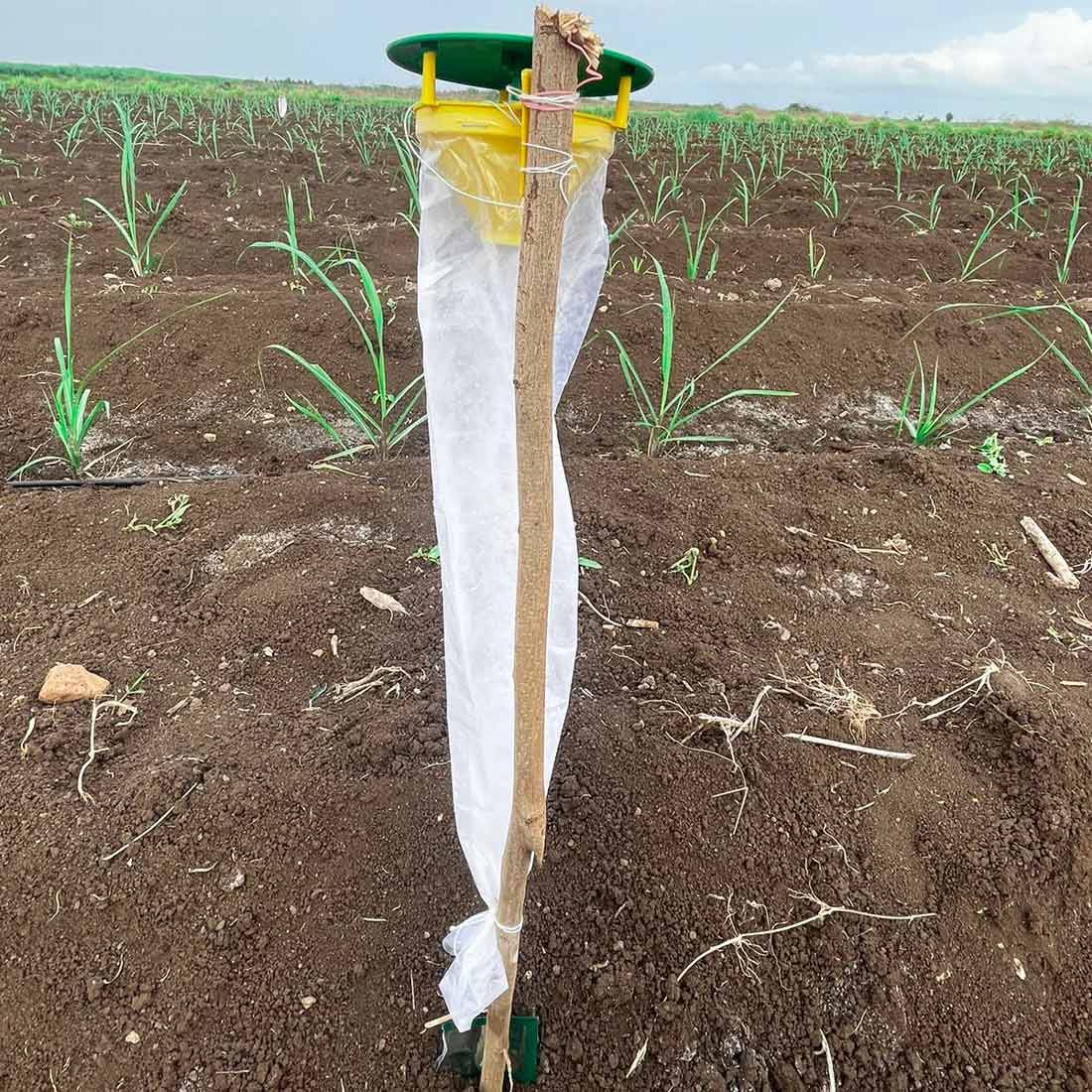 Pheromone Lure for Sugarcane Early Shoot Borer Control| Sugarcane ESB lure | Sugarcane ESB Pheromone Lure for Sugarcane Early Shoot Borer (Chilo infuscatellus)