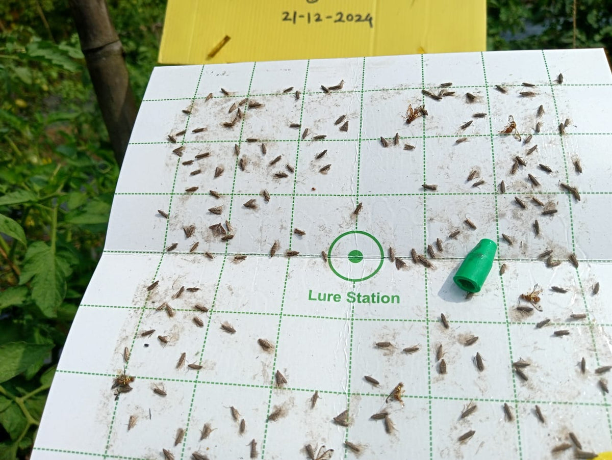 Delta Trap With Fly Station For Trapping Insect Fly(Only Trap) | Pheromone Trap