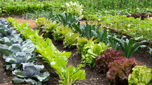 किचन गार्डन (परसबाग)। किड नियंत्रणाचे सोपे उपाय । Pest Management in Kitchen Garden