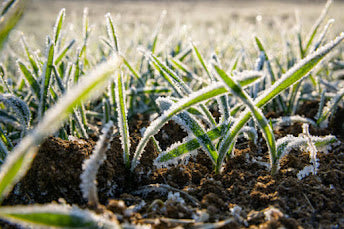 अति थंडीचा पिकावर होणारा परिणाम । करायच्या उपाययोजना । Cold Condition Effects on Crops|