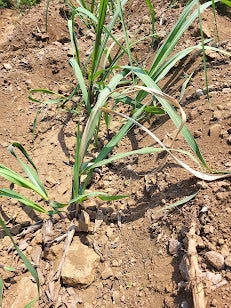 ऊसामधील पोंगेमर/सुरळीमर । खोडकिडा नुकसान आणि सोपे नियंत्रण उपाय । Sugarcane Early Shoot Borer