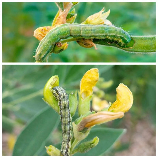 तूर पिकामध्ये फुलांचे आणि शेंगांचे नुकसान करणाऱ्या किडी । Pest Damage in Pigeon Pea