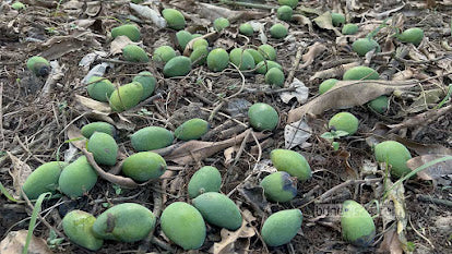 आंबा फळगळ समस्या । कारणे आणि उपाय । Mango Fruit Dropping Problem & Solutions
