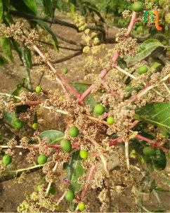 आंबा फळ सेटिंग अवस्था। तुडतुड्यांचा प्रादुर्भाव आणि नियंत्रण उपाय । Jassids Management in Mango flowering Stage