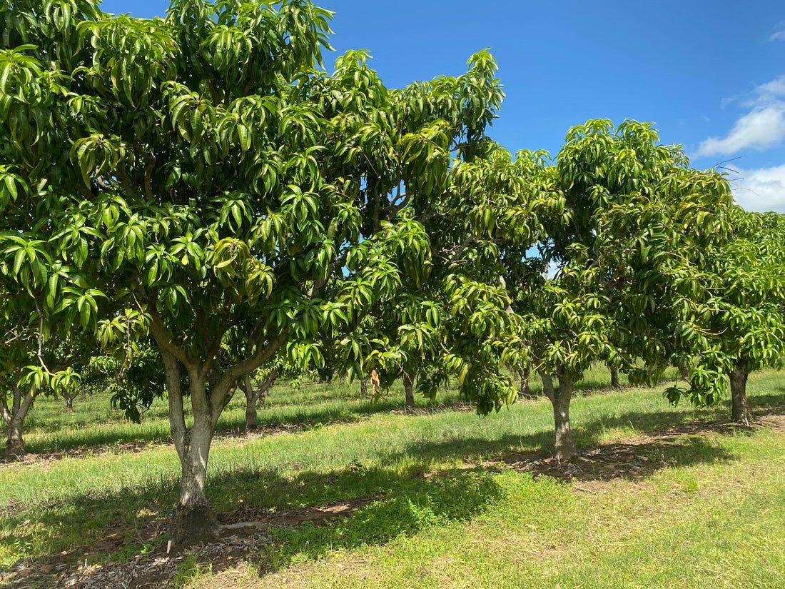 आंब्याच्या बागेमध्ये मोहोर येण्यापूर्वी करण्याच्या उपाययोजना । Precautions Before Mango Flowering