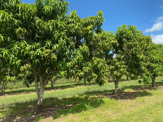 आंब्याच्या बागेमध्ये मोहोर येण्यापूर्वी करण्याच्या उपाययोजना । Precautions Before Mango Flowering