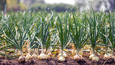 कांदा पिकातील नुकसानकारक कीड । थ्रिप्स - नुकसान आणि नियंत्रण उपाय । Thrips Management in Onion Farming