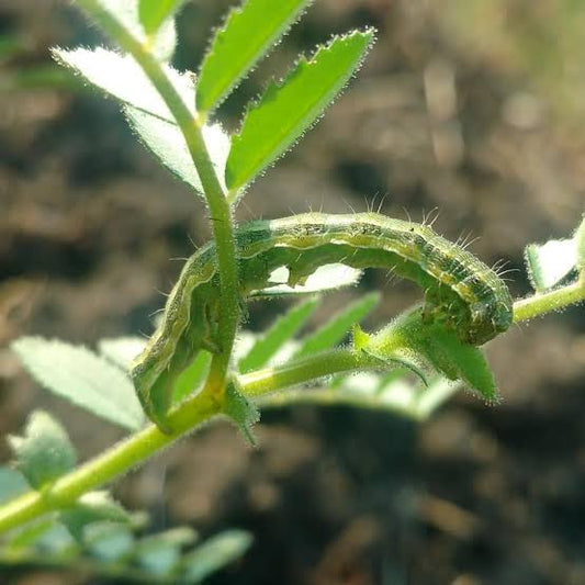 हरभरा पिकात घाटेअळीचे नुकसान । प्रतिबंधात्मक उपाय । Prevention for Pod Borer in Gram
