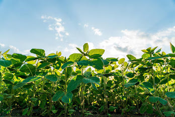 उन्हाळी सोयाबीन । जास्त उत्पादनासाठी महत्वाच्या गोष्टी । Summer Soyabean
