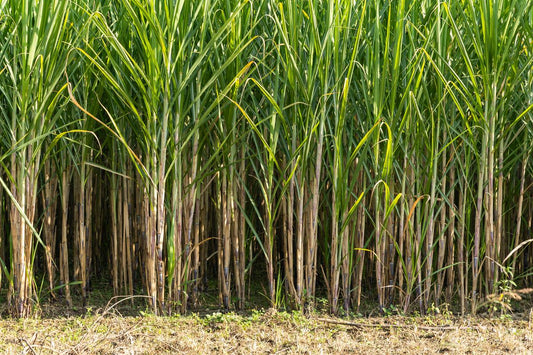 ऊस पिकामध्ये जिवाणूंचा उपयोग । उत्पादन वाढीसाठी जैविक फॉर्मुला । Bio-Fertilizers Use In Sugarcane