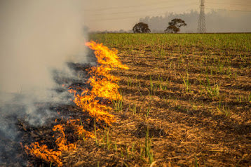 ऊसाचे पाचट जाळण्याचे तोटे । शेतामध्येच कुजवल्यास मिळणारे फायदे । Sugarcane Farming