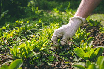 पिकातील तण नियंत्रण । एकात्मिक तण नियंत्रण पद्धती । Integrated Weed Management