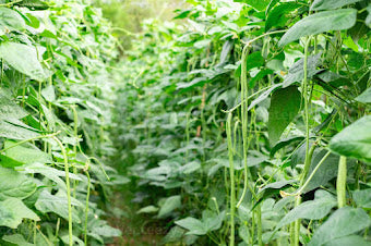 बिन्स । पिकाचे नुकसान करणाऱ्या किडी । Beans Farming