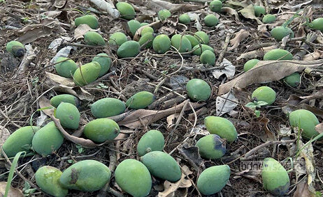 Mango Fruit Dropping Problem and Solutions.