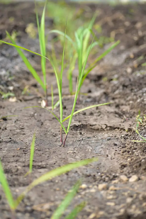 ऊसाची उन्हाळ्यातील उशिरा लागण । घ्यावयाची काळजी । Precautions for Late planting of Sugarcane