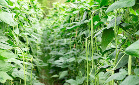 Bean Farming. Pests that damage crops. Bean Farming