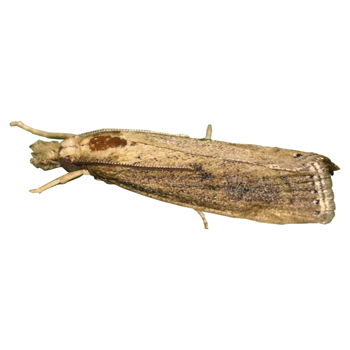 Funnel Trap with Sugarcane ESB Lure For Sugarcane Early Shoot Borer(Chilo infuscatellus) | Pheromone Trap for Sugarcane