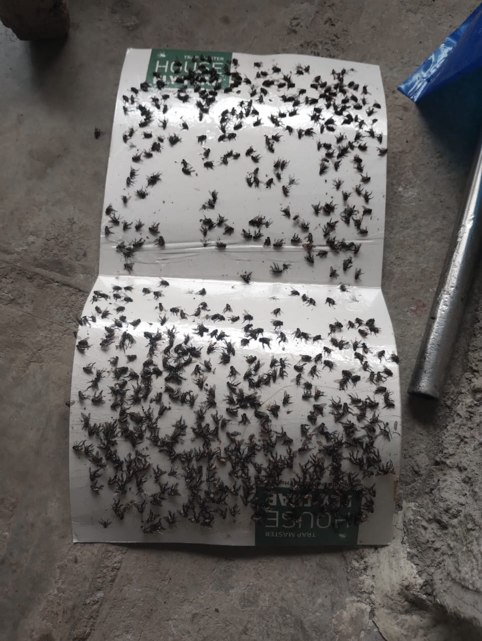 House Fly Trap | Glue Trap for Housefly | House Fly Trap for commercial and domestic use