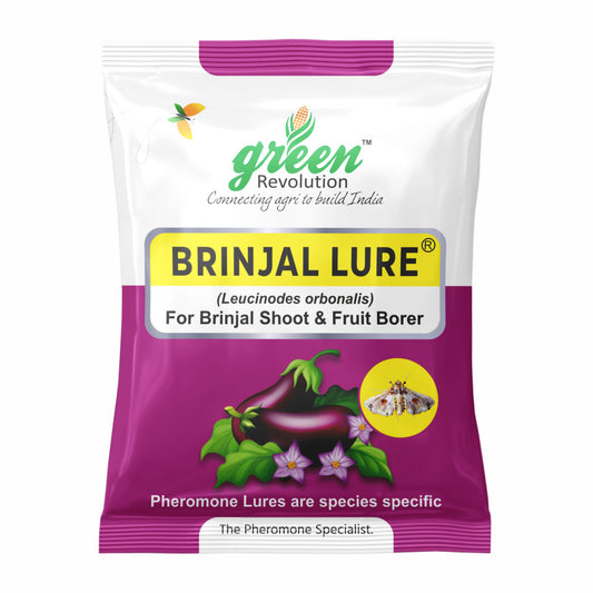 Brinjal Pheromone Lure for Fruit Shoot Borer Control | Brinjal Pheromone Lure for Leucinodes orbonalis Control