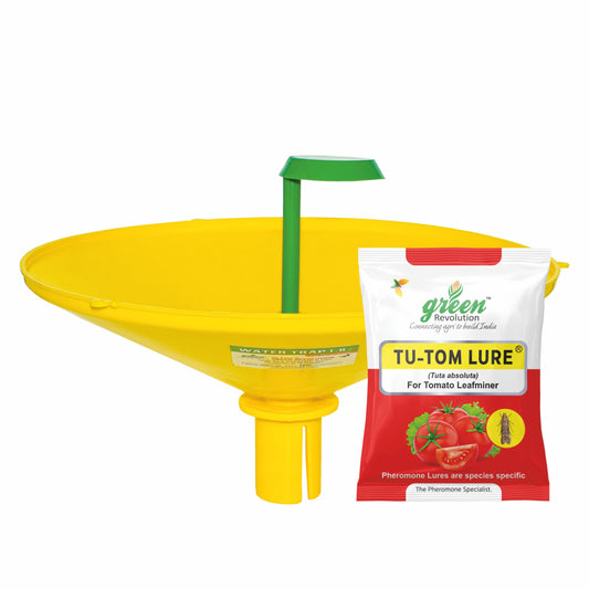 Water Trap With Tu Tom Lure For Tomato Leaf Miner | Pheromone Trap For Tomato Leaf Miner