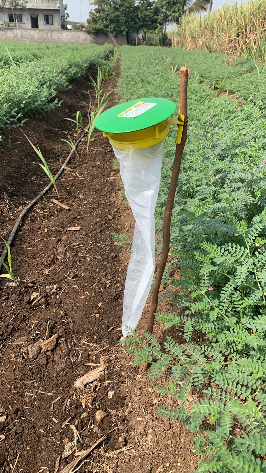 Funnel Trap with Sugarcane ESB Lure For Sugarcane Early Shoot Borer(Chilo infuscatellus) | Pheromone Trap for Sugarcane