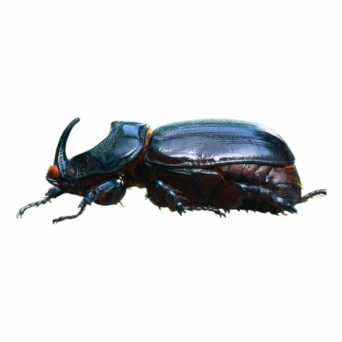 Bucket Trap With Beetle Lure  For Coconut | Pheromone Trap for coconut