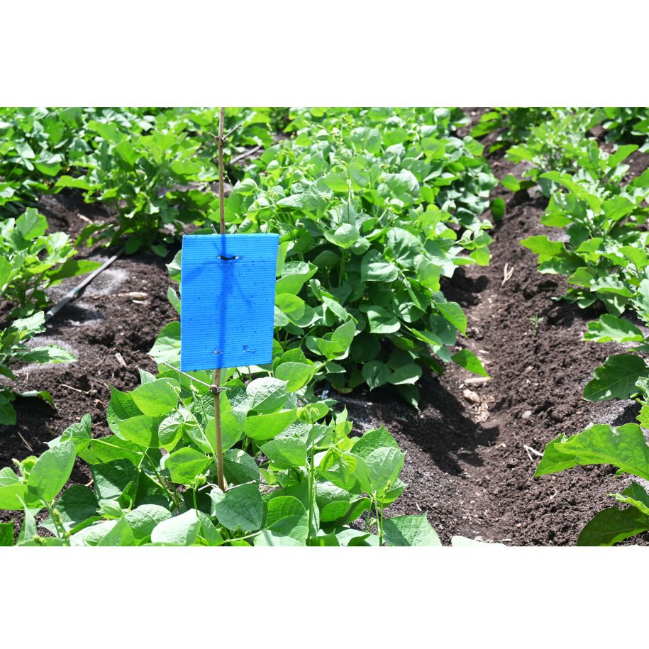 Eco Blue Sticky Trap size A4(200mm*300mm) Pack of 25 Pieces | Sticky Trap For Sucking Pest