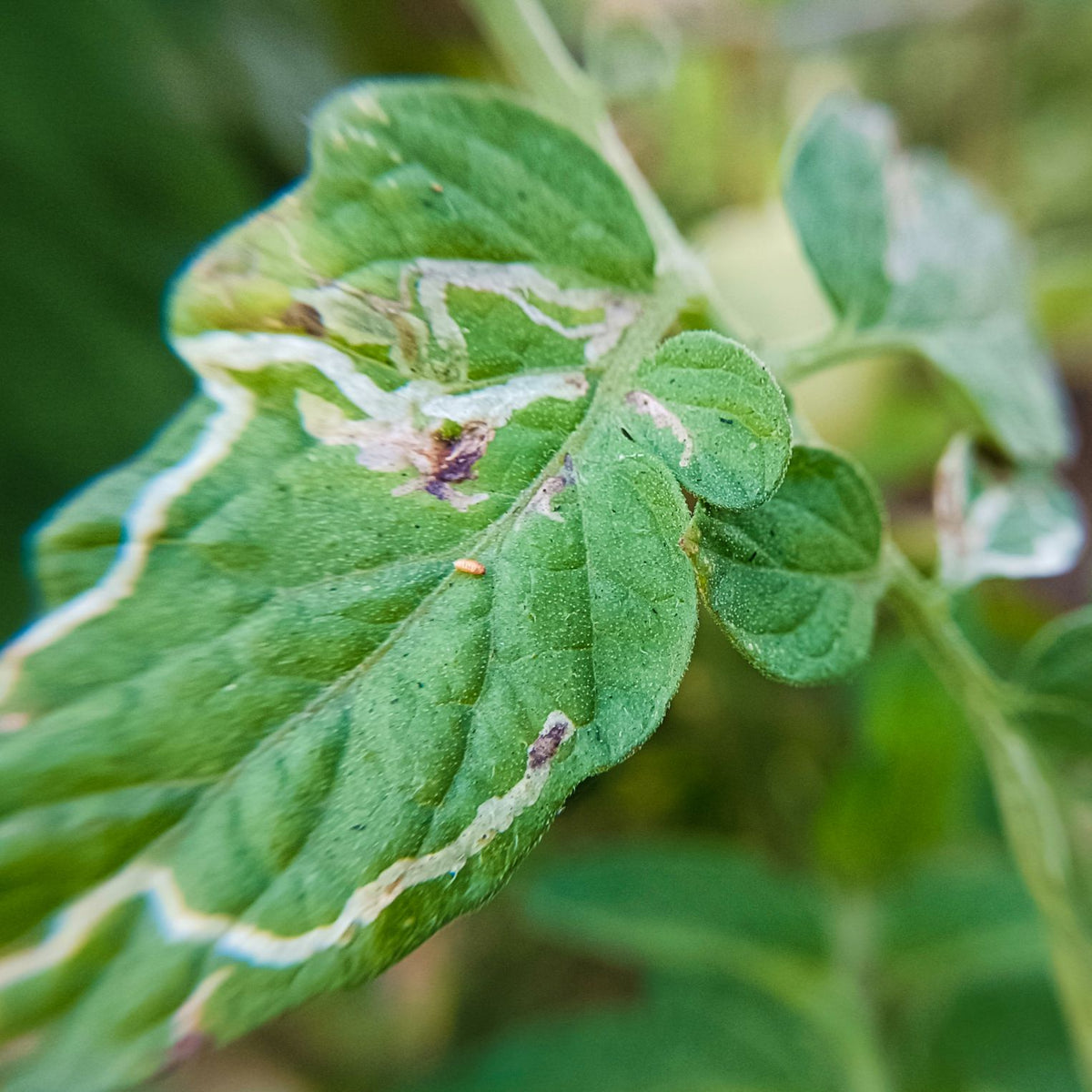 Water Trap With Tu Tom Lure For Tomato Leaf Miner | Pheromone Trap For Tomato Leaf Miner