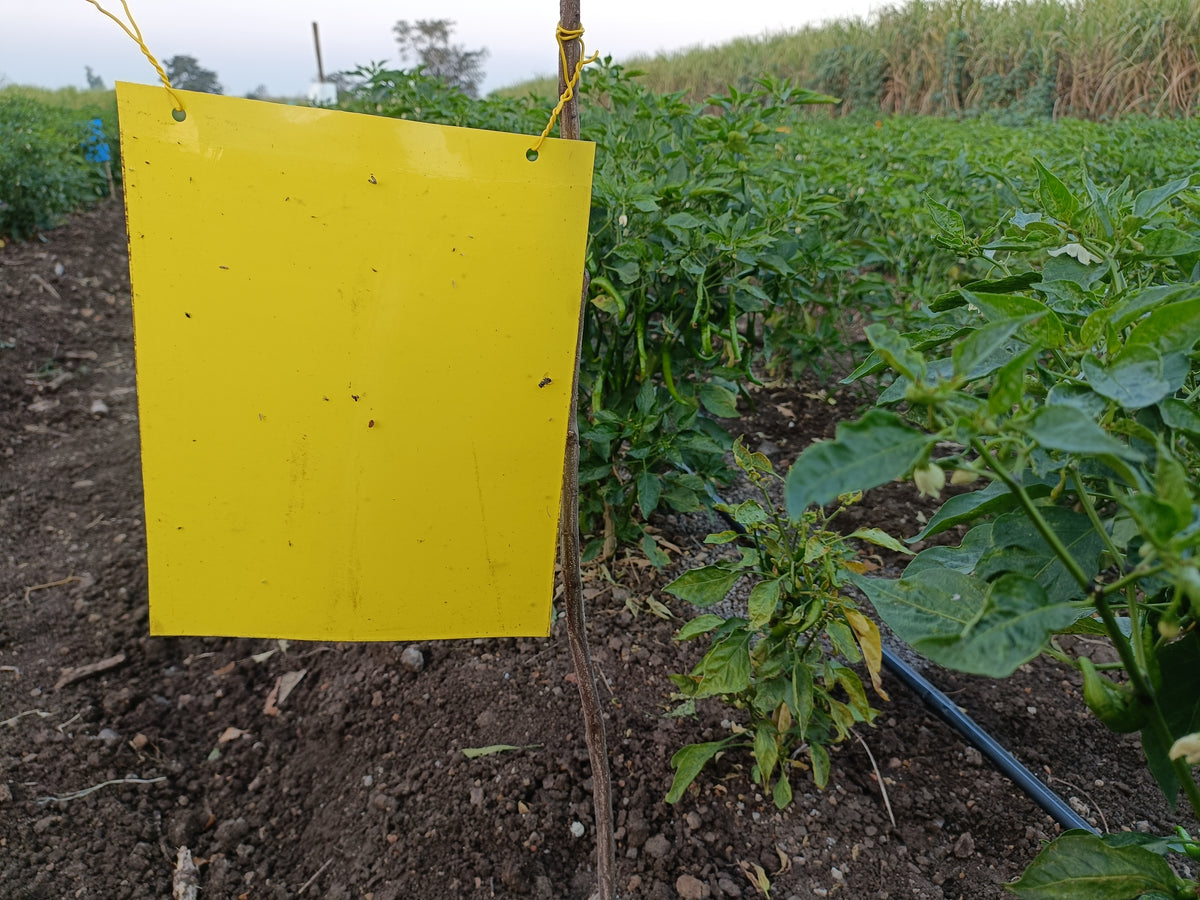 PVC Yellow Sticky Trap 22*28cm | Sticky Trap for White fly Aphids, Jassids,White Fly