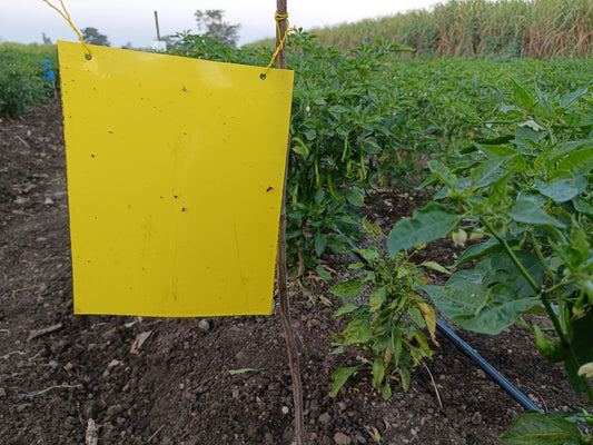 PVC Yellow Sticky Trap 22*28cm | Sticky Trap for White fly Aphids, Jassids,White Fly