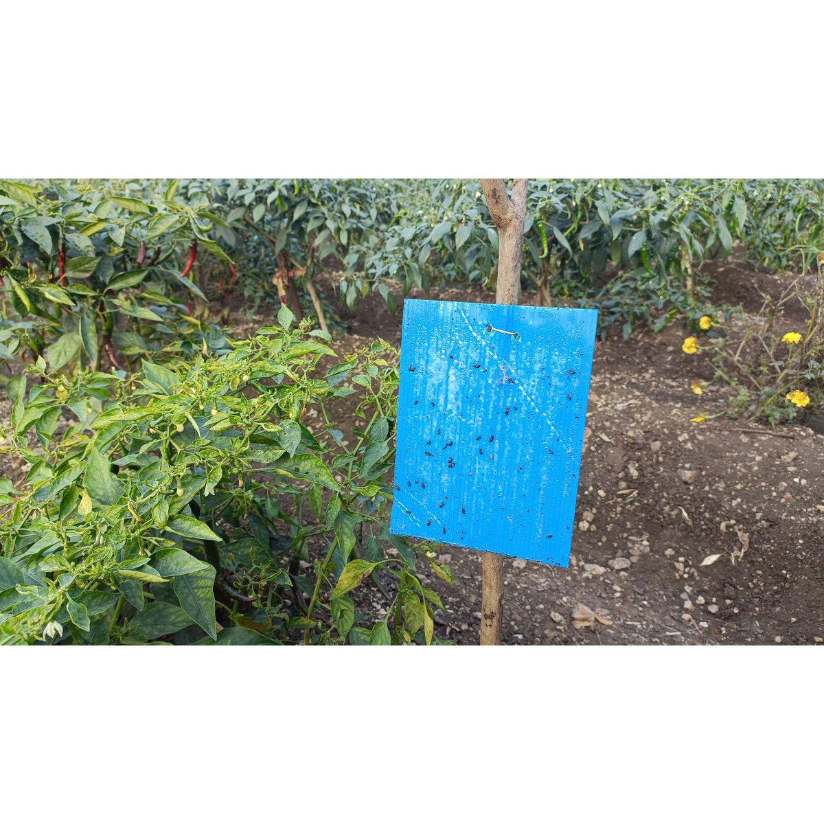 Eco Blue Sticky Trap size A4(200mm*300mm) Pack of 25 Pieces | Sticky Trap For Sucking Pest