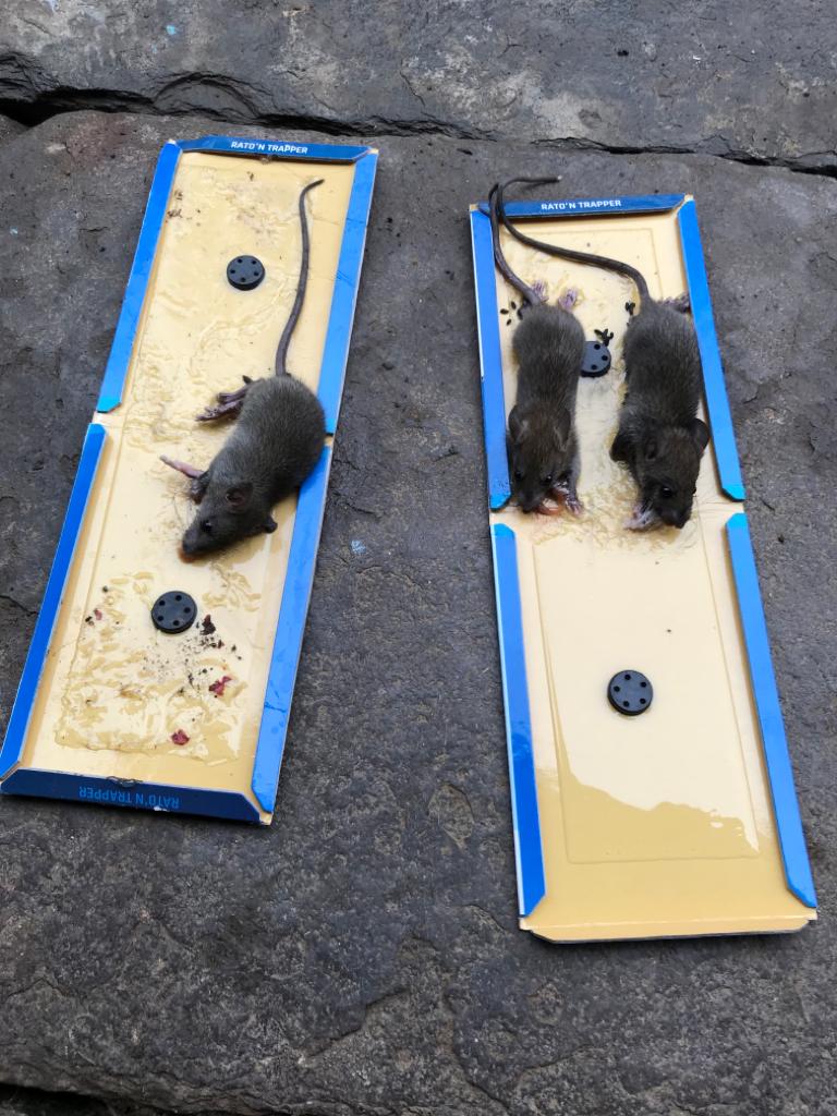 Ratton Trapper Small |Rat Trap/ Mouse Glue Trap | Trap for Mouse and rats