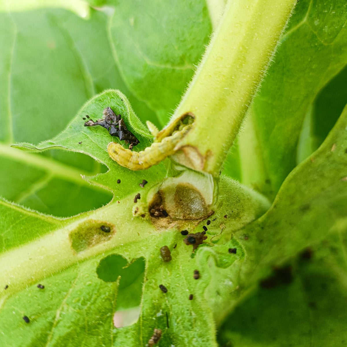 Helic-O Lure | Helicoverpa armigera Pheromone Lure | Tomato Fruit Borer | Chana Pod Borer Lure
