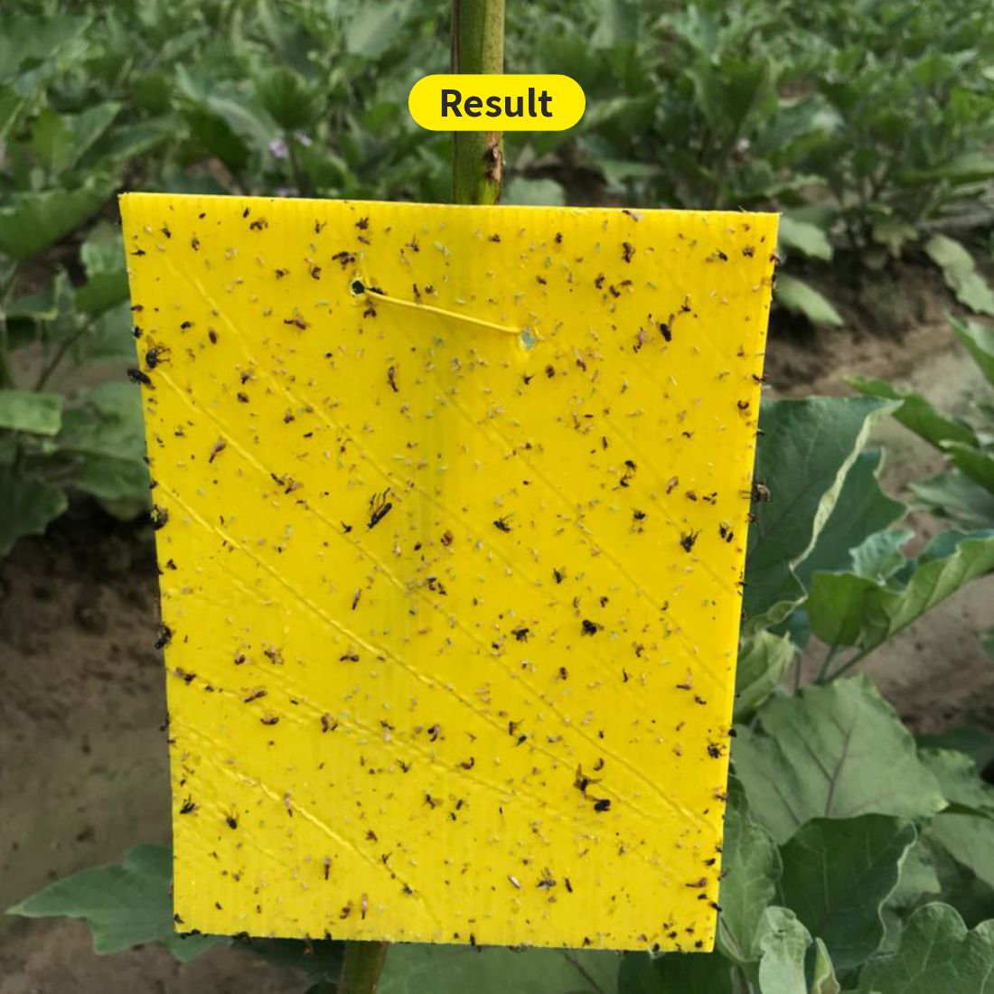 Eco Yellow Sticky Trap size A4(200mm*300mm) Pack of 25 Pieces | Sticky Trap For Sucking Pest