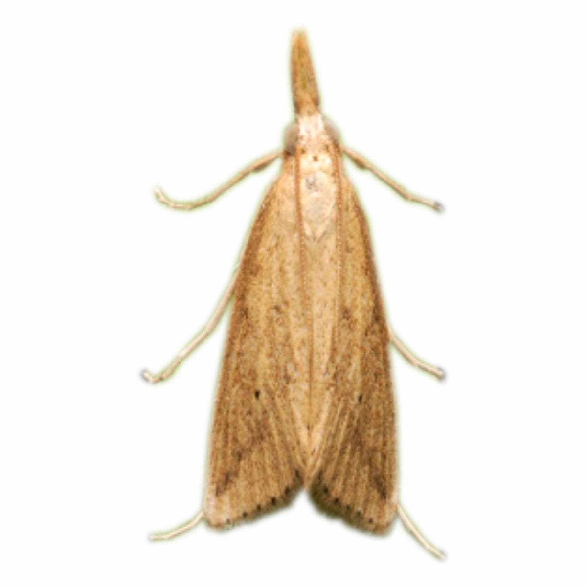 Funnel Trap With YSB Lure For Yellow Stem Borer(Scirpophaga incertulas) | Rice Yellow Stem Borer Pheromone Trap