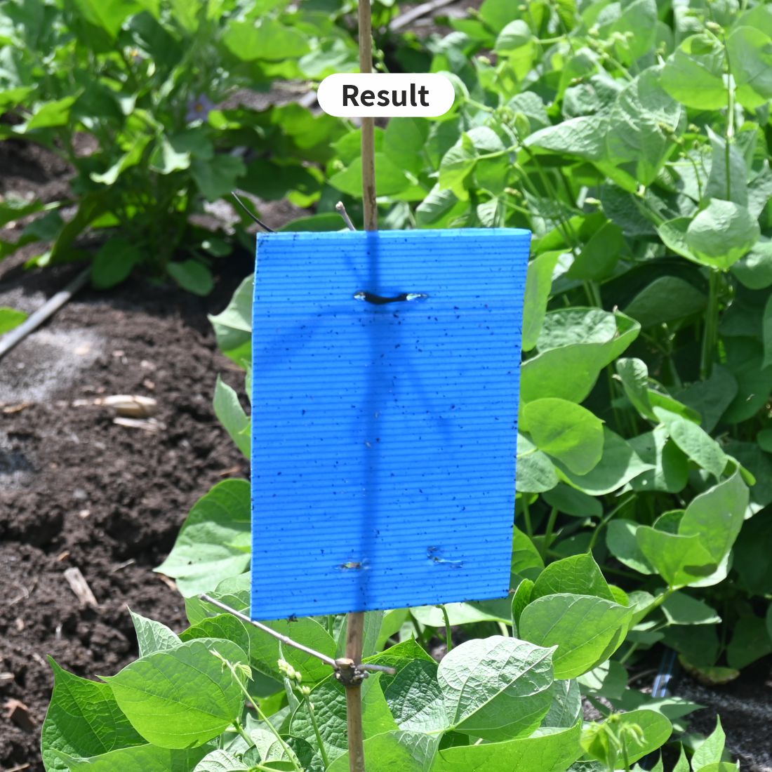 Eco Blue Sticky Trap size A4(200mm*300mm) Pack of 25 Pieces | Sticky Trap For Sucking Pest