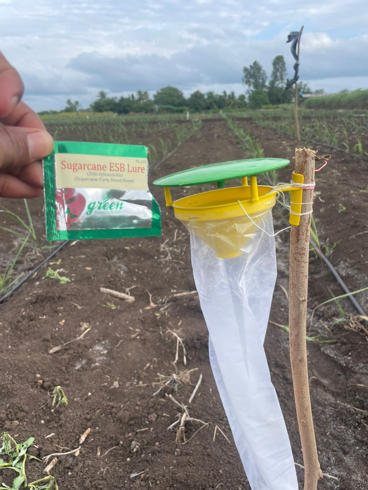 Funnel Trap with Sugarcane ESB Lure For Sugarcane Early Shoot Borer(Chilo infuscatellus) | Pheromone Trap for Sugarcane