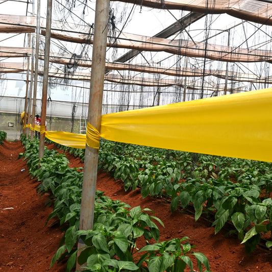 Yellow Sticky Rolls Big| Yellow Sticky Roll for Polyhouse,Nurseries,Tea Gardens