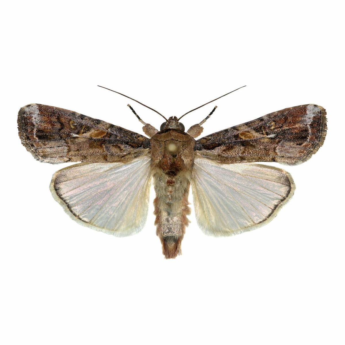 Funnel Trap With FAW Lure For Fall Army Worm (Spodoptera frugiperda)| Pheromone Trap For Maize