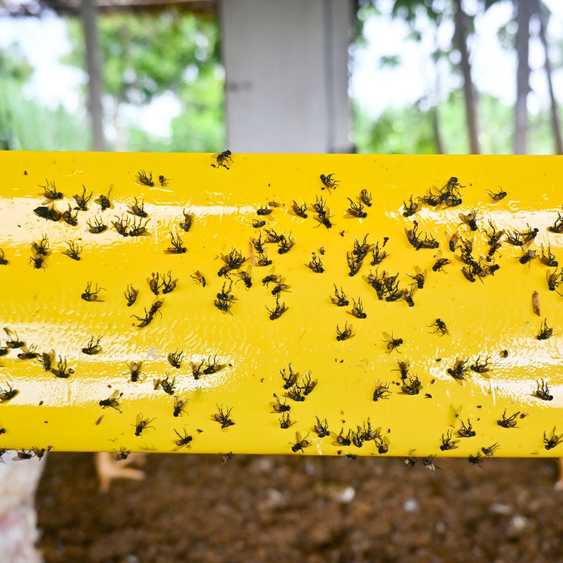 Yellow Sticky Rolls Small | Yellow Sticky Roll for Polyhouse,Nurseries,Tea Gardens